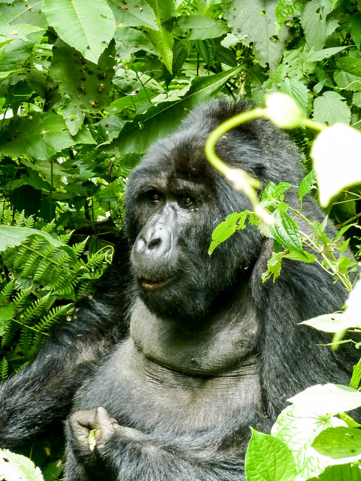 Africa Uganda Rwanda Forest Gorilla Trekking Lis Dingjan Nowhere & Everwhere Environmentalism Sustainable Travel