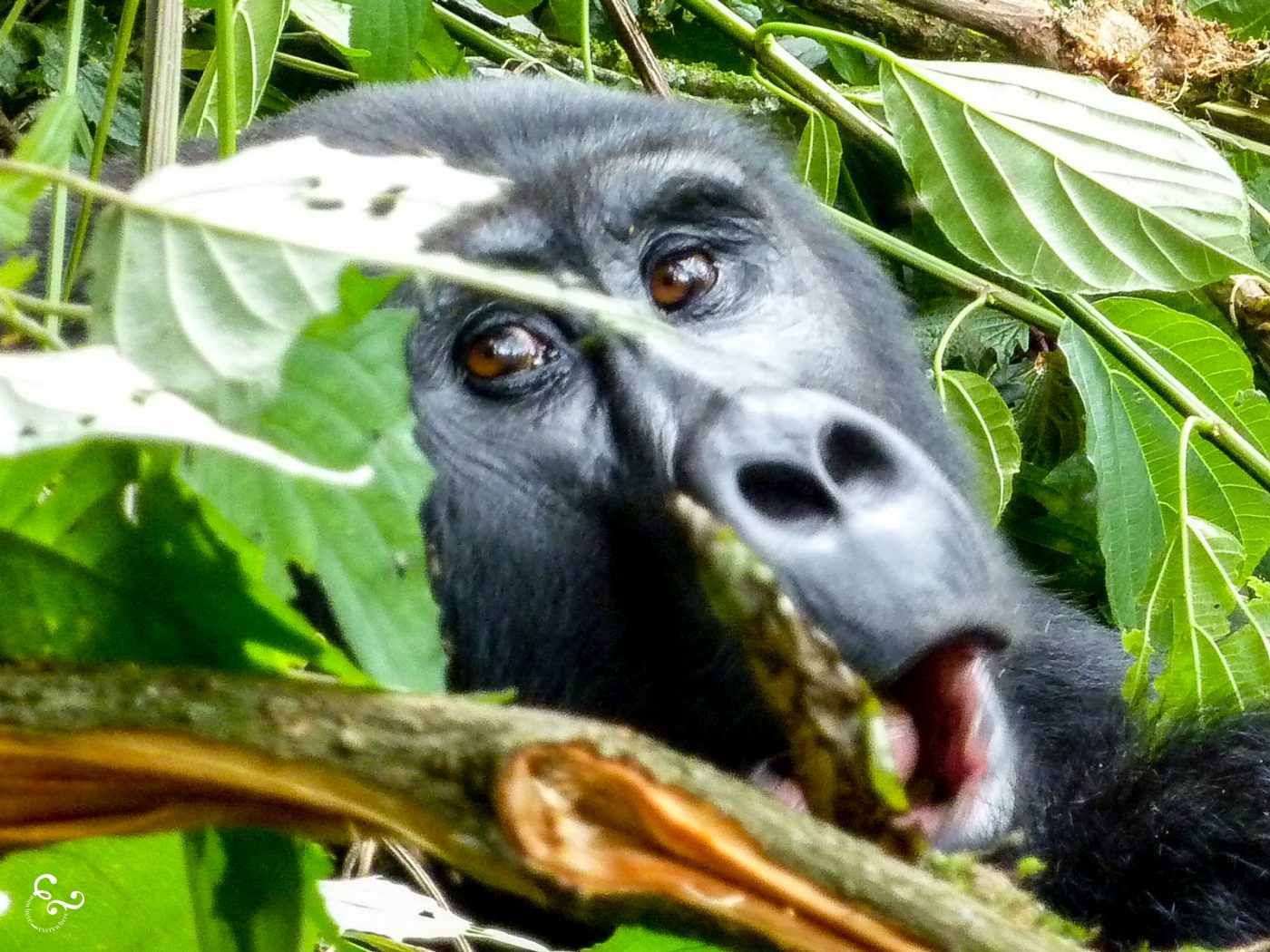 Africa Uganda Rwanda Forest Gorilla Trekking Lis Dingjan Nowhere & Everwhere Environmentalism Sustainable Travel