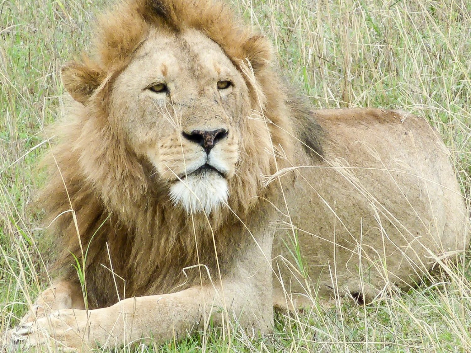 Lion Poaching Serengeti Tanzania National Park Extinct Nowhere and Everywhere Lis Dingjan